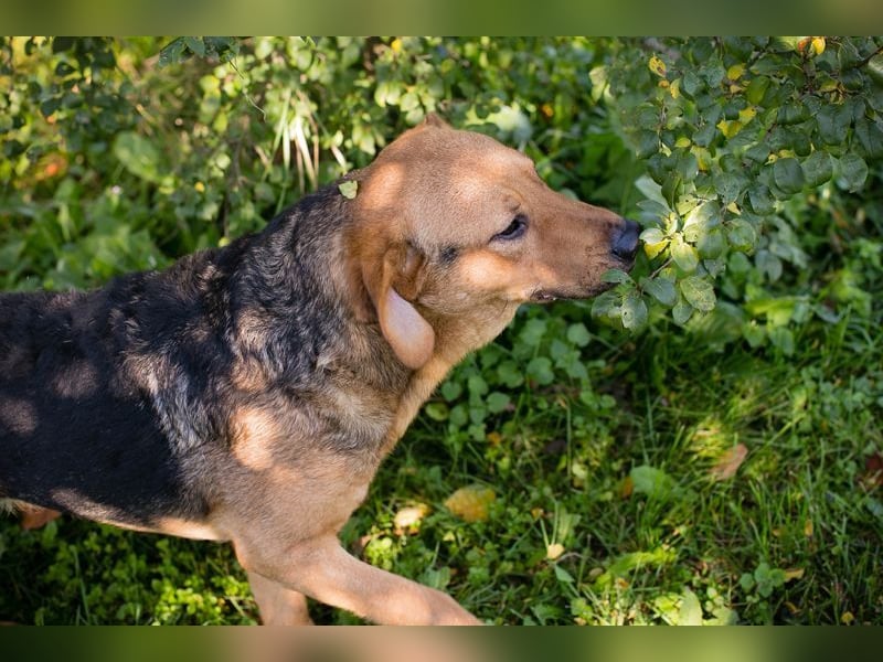 COOKIE - der aktive und aufgeweckte Junghund lernt schnell und geht schon toll an der Leine
