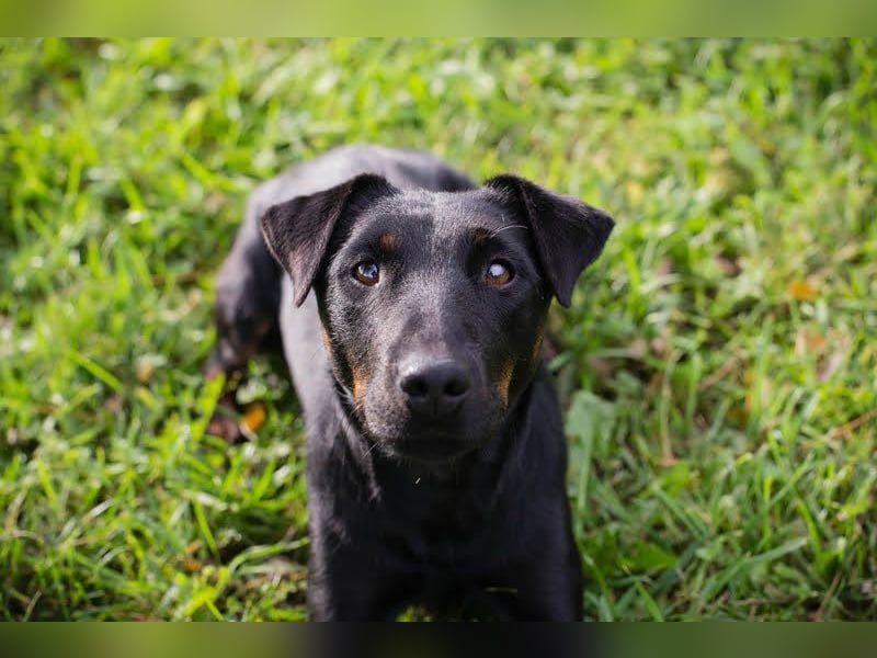 LOUIS - der aktive und neugierige kleine Kerl sucht seine eigene Familie