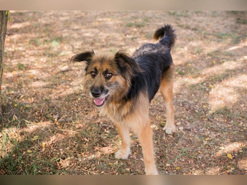 Chip-Nr. 212944 - der neugierige + zugewandte Rüde möchte mit seiner Familie tolle Abenteuer erleben