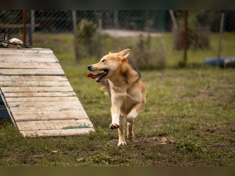 TOFI - der hübsche Rüde hat den speziellen Hundeblick perfektioniert - wer verliebt sich?