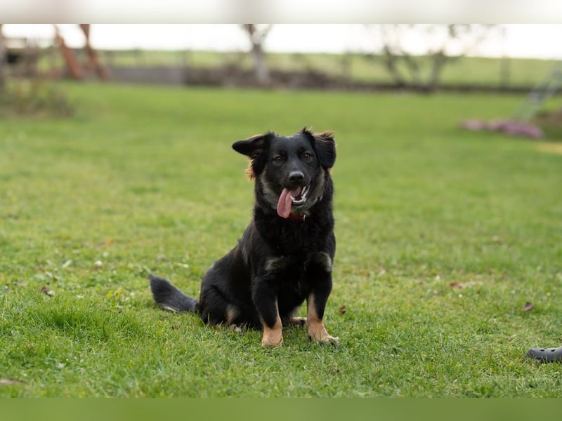 JACK - der neugierige kleine Mann liebt Kinder und Artgenossen + sucht ein liebes Zuhause