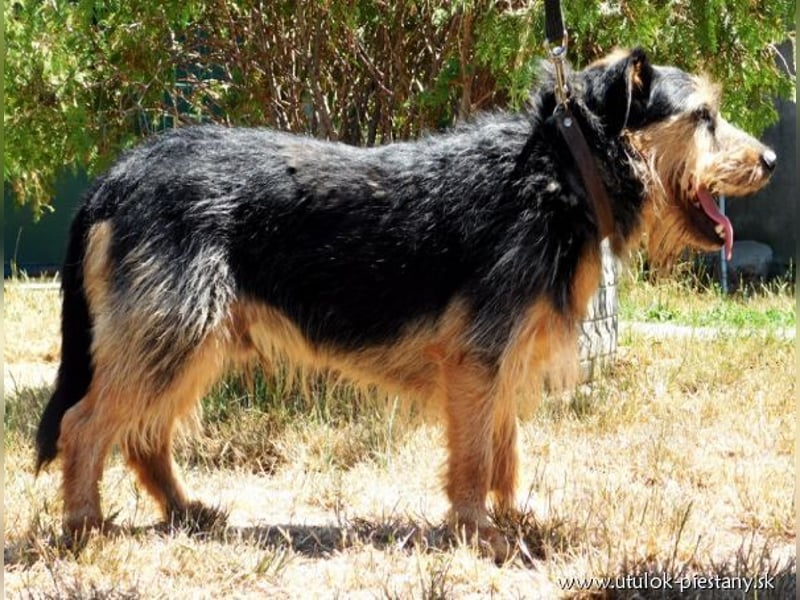 JIMBO - der temperamentvolle Terrier-Mix sucht ein hundeerfahrenes Zuhause