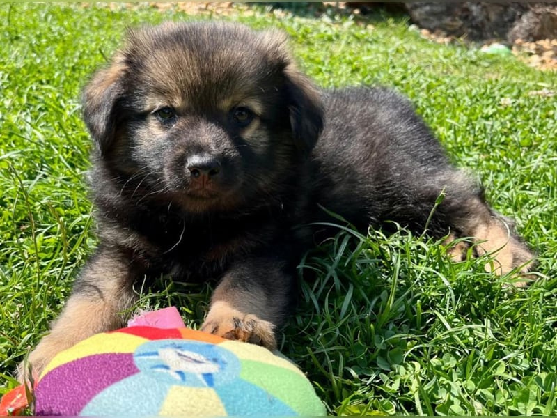 Welpe TEDDY - der kleine Mann freut sich auf sein Für-Immer Zuhause!