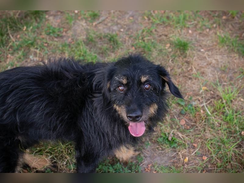 GAUDI - ich möchte so gerne ein richtiger Familienhund sein!