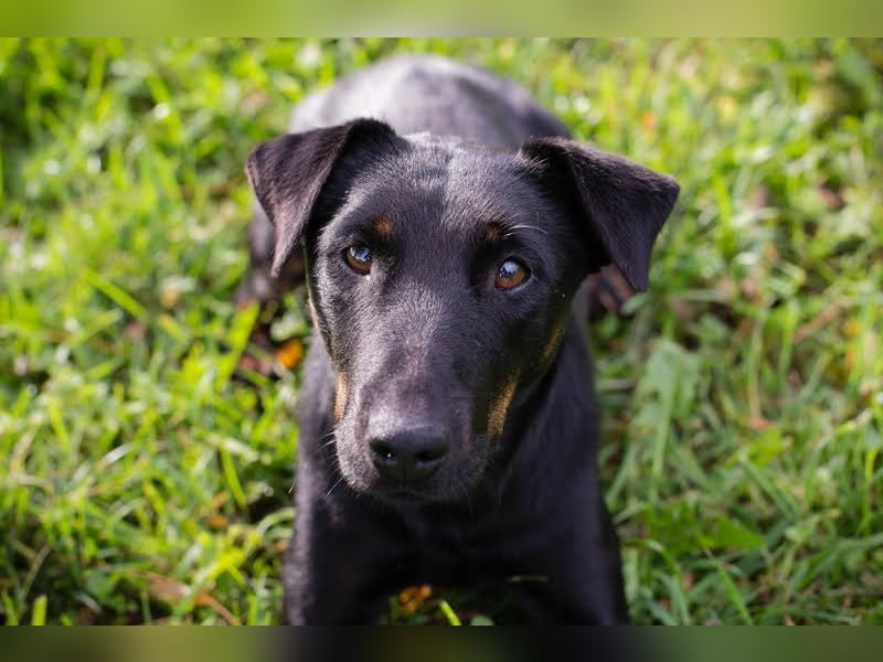 LOUIS - der aktive und neugierige kleine Kerl sucht seine eigene Familie