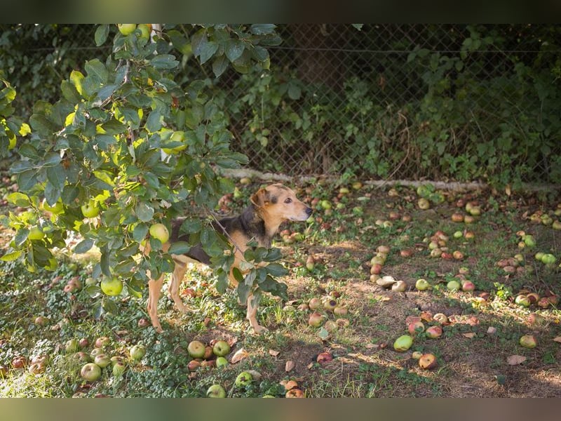 AMIGO - der freundliche und fröhliche Rüde träumt von einer lieben Familie, die ihm die Welt zeigt