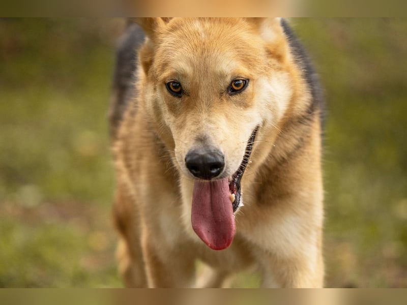 TOFI - der hübsche Rüde hat den speziellen Hundeblick perfektioniert - wer verliebt sich?