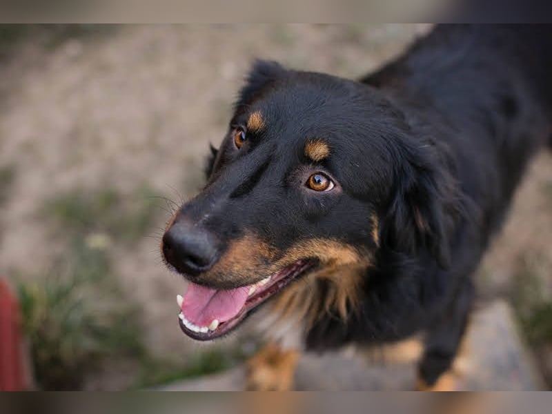 ROCKO - wer einen fröhlichen und aktiven Begleiter sucht ist hier richtig!