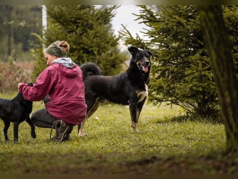 MEMO - ich suche eine hundeerfahrene Familie, die es schafft mein Vertrauen zu gewinnen