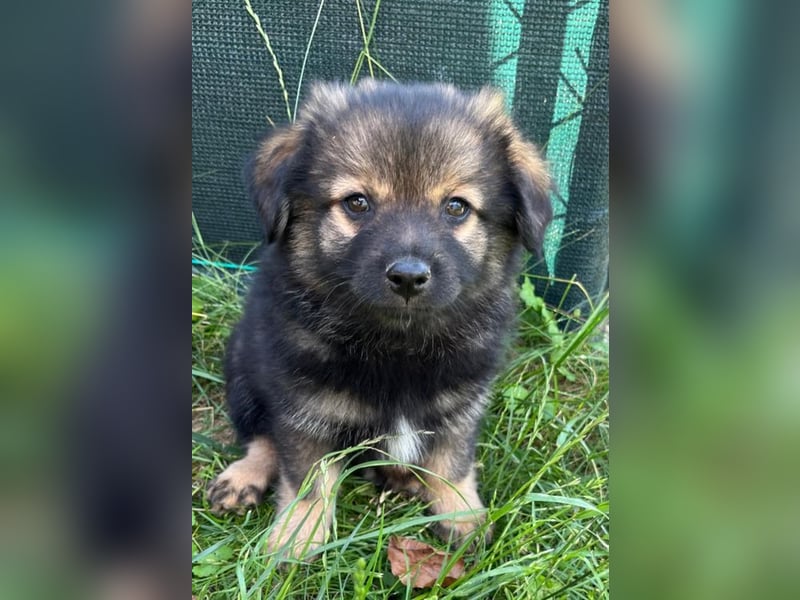 Welpe TEDDY - der kleine Mann freut sich auf sein Für-Immer Zuhause!