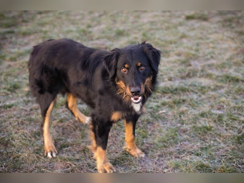 ROCKO - wer einen fröhlichen und aktiven Begleiter sucht ist hier richtig!