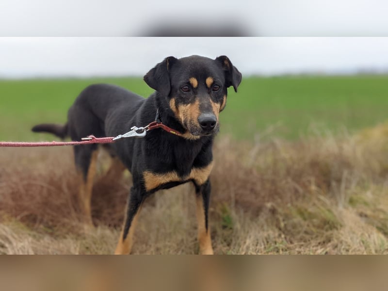 LANET - ich suche eine hundeerfahrene, aktive Familie!