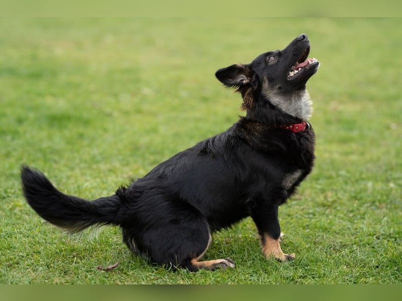 JACK - der neugierige kleine Mann liebt Kinder und Artgenossen + sucht ein liebes Zuhause