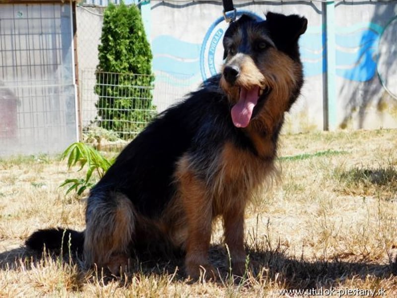 JIMBO - der temperamentvolle Terrier-Mix sucht ein hundeerfahrenes Zuhause