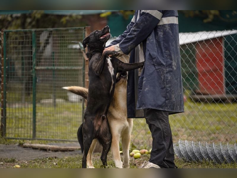 TOFI - der hübsche Rüde hat den speziellen Hundeblick perfektioniert - wer verliebt sich?