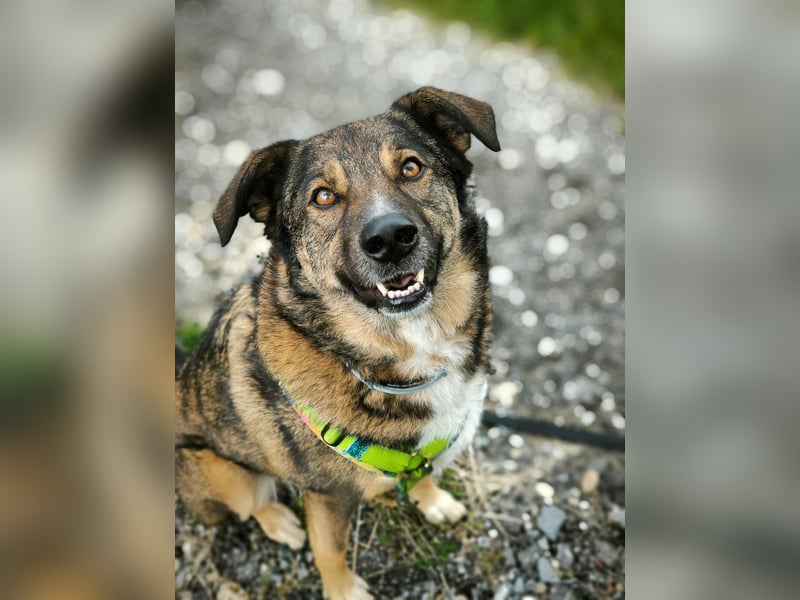 Speedy sucht ein neues Zuhause