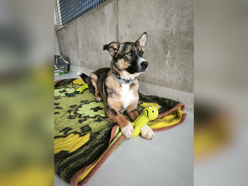 Dietrich sucht ein neues Zuhause