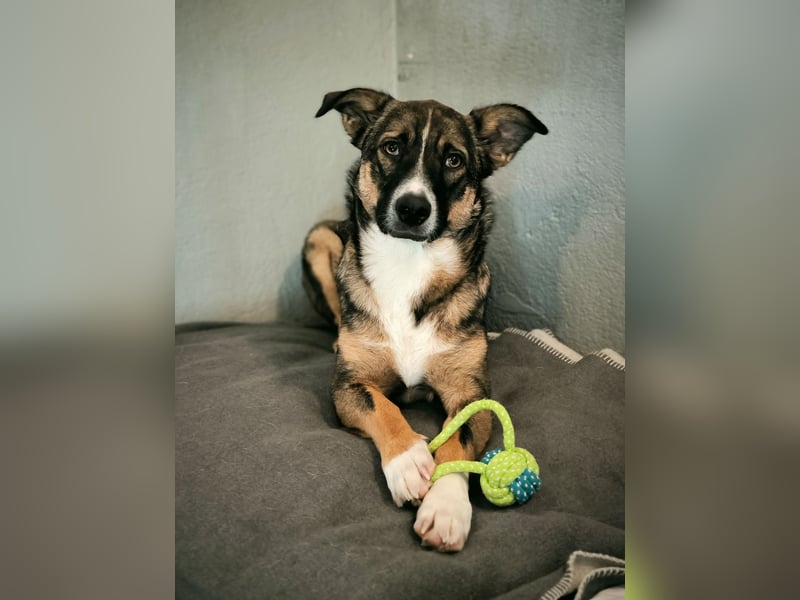 Dietrich sucht ein neues Zuhause