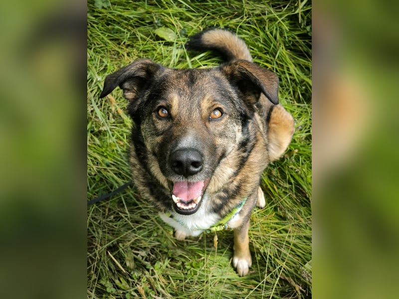 Speedy sucht ein neues Zuhause