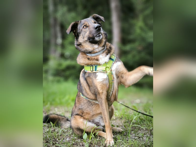 Speedy sucht ein neues Zuhause