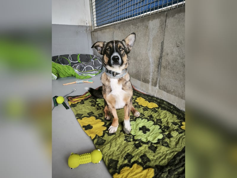 Dietrich sucht ein neues Zuhause