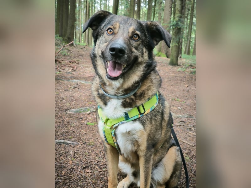Speedy sucht ein neues Zuhause