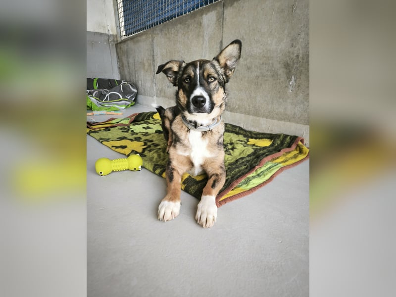 Dietrich sucht ein neues Zuhause