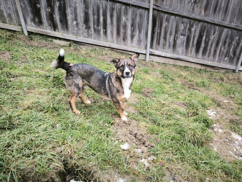 Dietrich sucht ein neues Zuhause