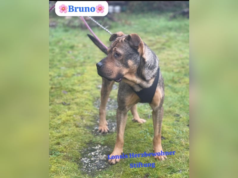 Sanfter Bruno sucht seine Menschen