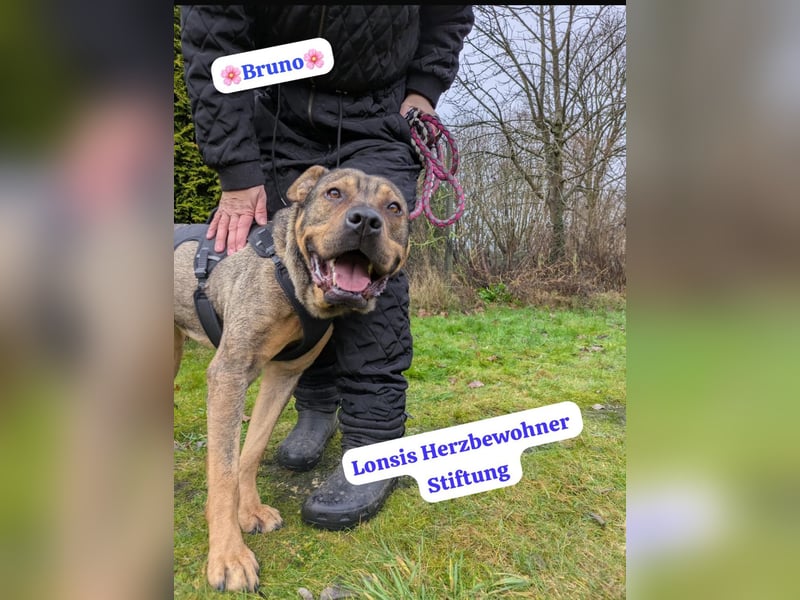 Sanfter Bruno sucht seine Menschen