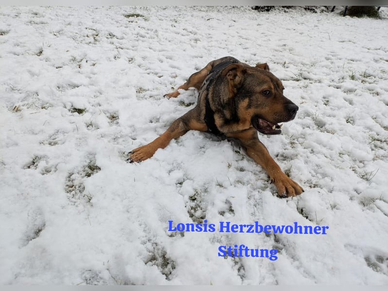 Sanfter Bruno sucht seine Menschen