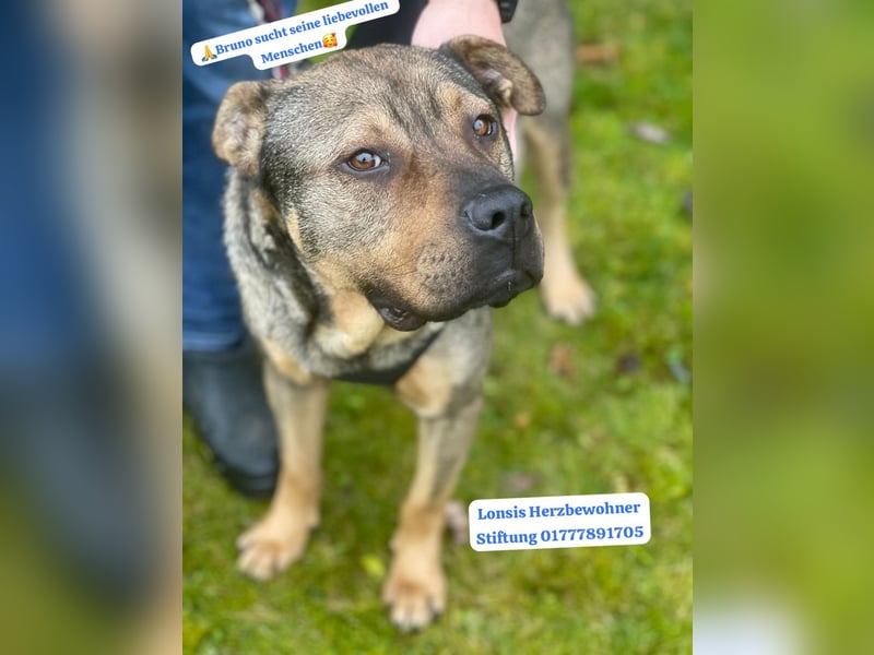 Sanfter Bruno sucht seine Menschen