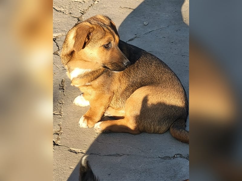 Mischlingshund sucht Pflege- oder Endstelle (Rumänien)