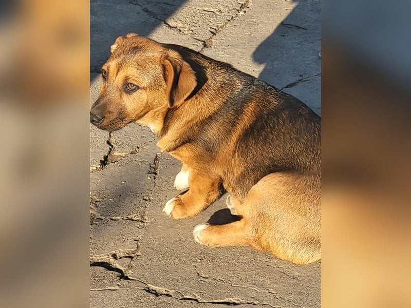 Mischlingshund sucht Pflege- oder Endstelle (Rumänien)