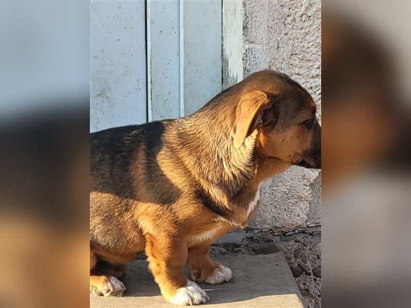 Mischlingshund sucht Pflege- oder Endstelle (Rumänien)