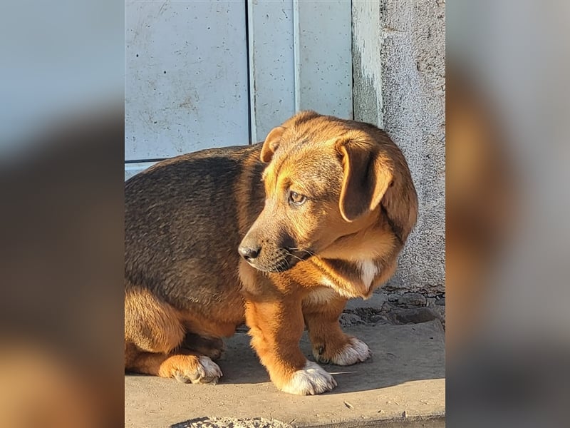 Mischlingshund sucht Pflege- oder Endstelle (Rumänien)