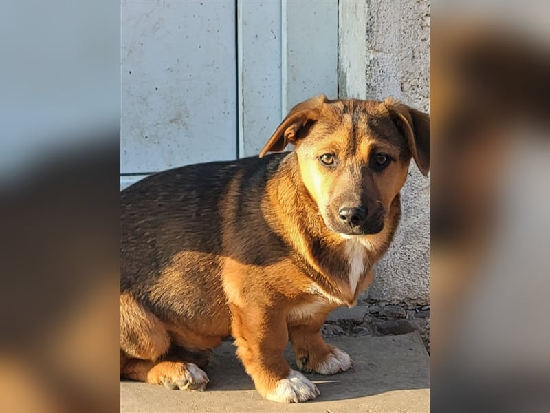 Mischlingshund sucht Pflege- oder Endstelle (Rumänien)