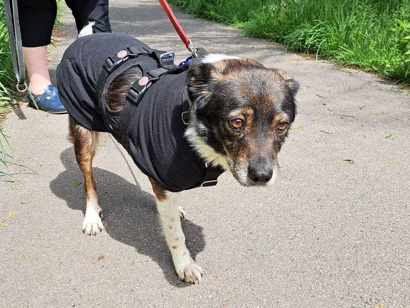 ♥KARLO♥ auf Pflegestelle bei Köln - süßer, verschmuster, dankbarer dreibeiniger Schatz 46 cm