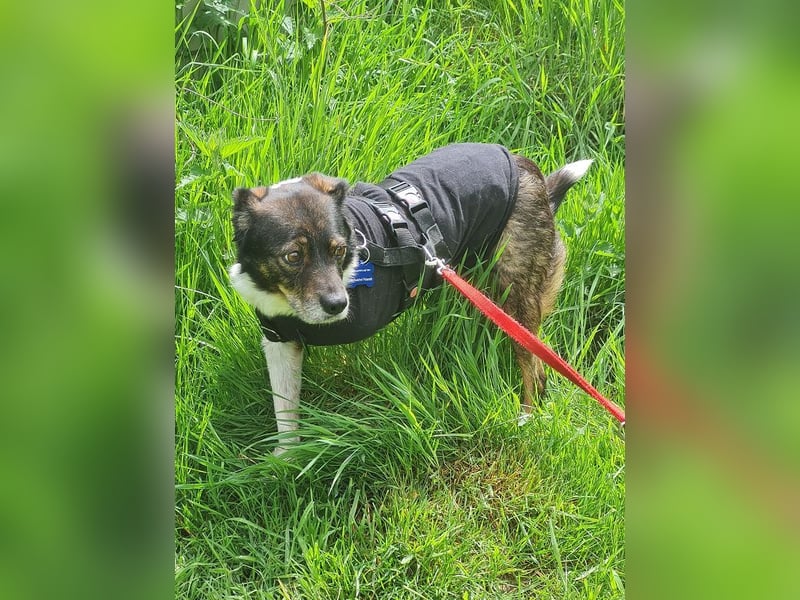 ♥KARLO♥ auf Pflegestelle bei Köln - süßer, verschmuster, dankbarer dreibeiniger Schatz 46 cm