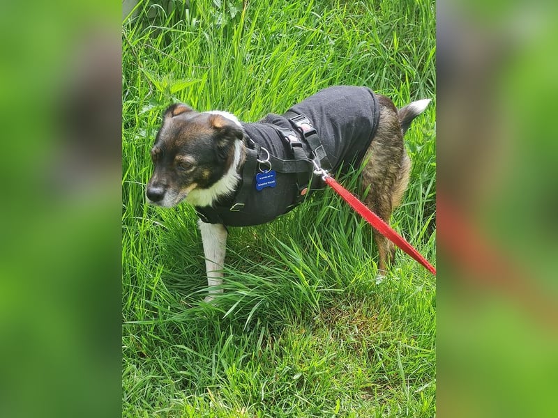 ♥KARLO♥ auf Pflegestelle bei Köln - süßer, verschmuster, dankbarer dreibeiniger Schatz 46 cm