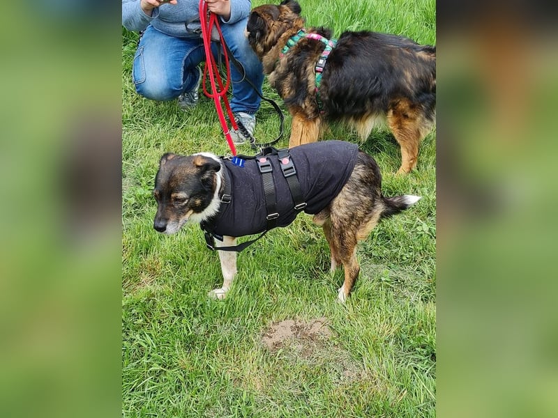 ♥KARLO♥ auf Pflegestelle bei Köln - süßer, verschmuster, dankbarer dreibeiniger Schatz 46 cm