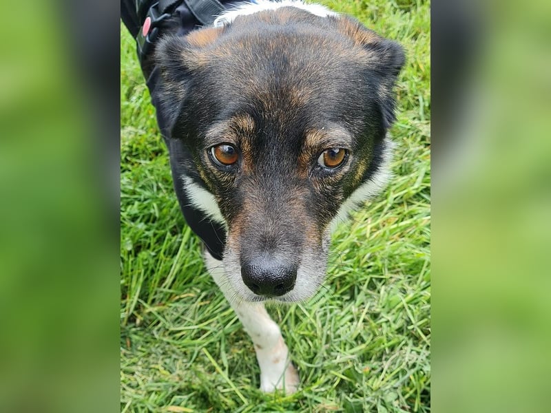 ♥KARLO♥ auf Pflegestelle bei Köln - süßer, verschmuster, dankbarer dreibeiniger Schatz 46 cm