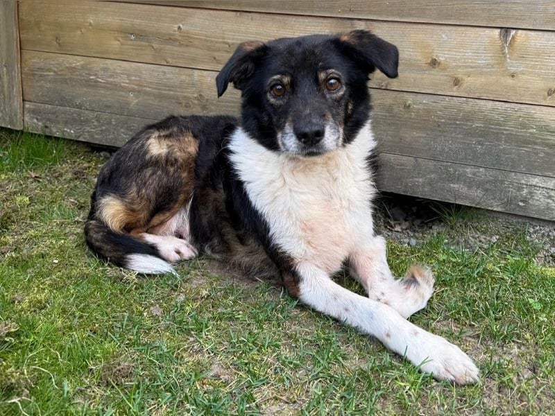 ♥KARLO♥ auf Pflegestelle bei Köln - süßer, verschmuster, dankbarer dreibeiniger Schatz 46 cm