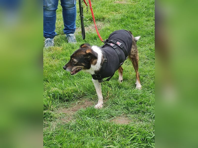 ♥KARLO♥ auf Pflegestelle bei Köln - süßer, verschmuster, dankbarer dreibeiniger Schatz 46 cm