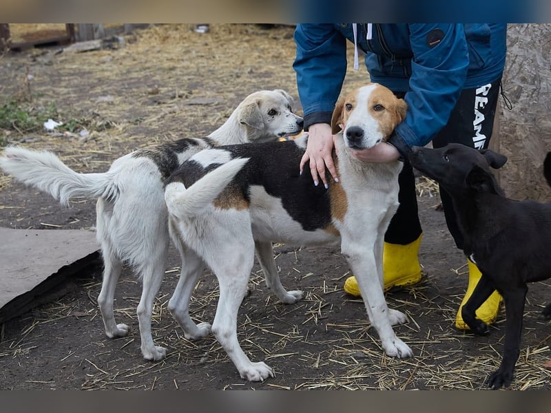 Freundlicher Baikal sucht Pflege- oder Endstelle (zu lieb für die Jagd)