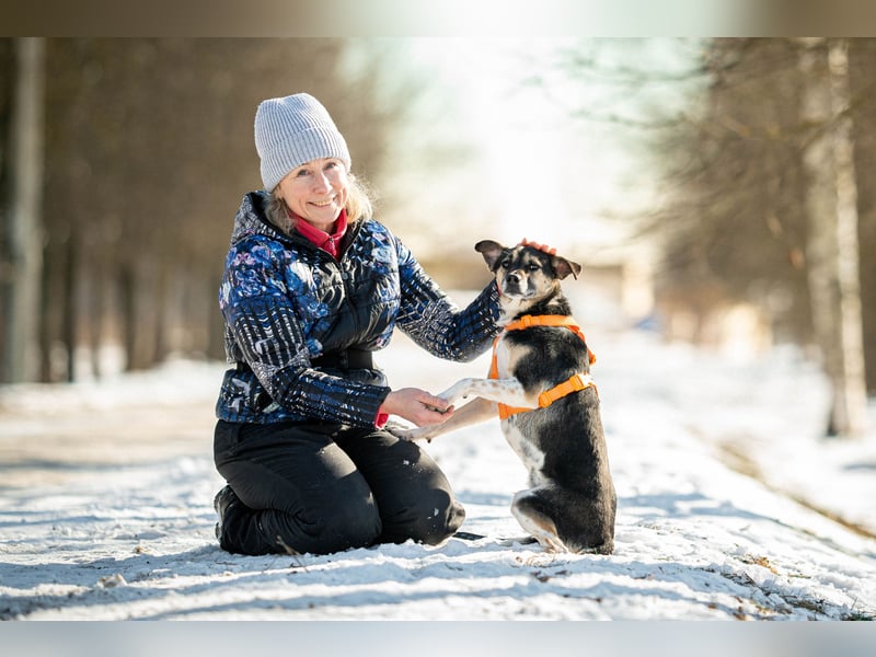 Kleiner Tierschutzhund Johnny❤️(2 J.) sucht Pflege- oder Endstelle