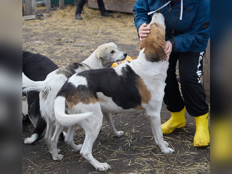 Freundlicher Baikal sucht Pflege- oder Endstelle (zu lieb für die Jagd)