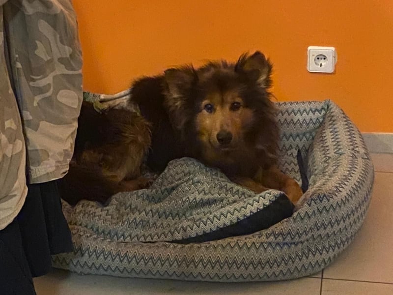 Sanfter Hundejunge Mishka in 72813 St. Johann sucht liebevolles Zuhause