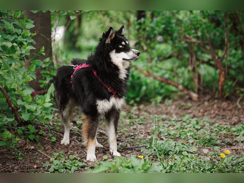 Bezaubernder Tierschutzhund Artek❤️sucht Pflege- oder Endstelle in liebevollem Zuhause