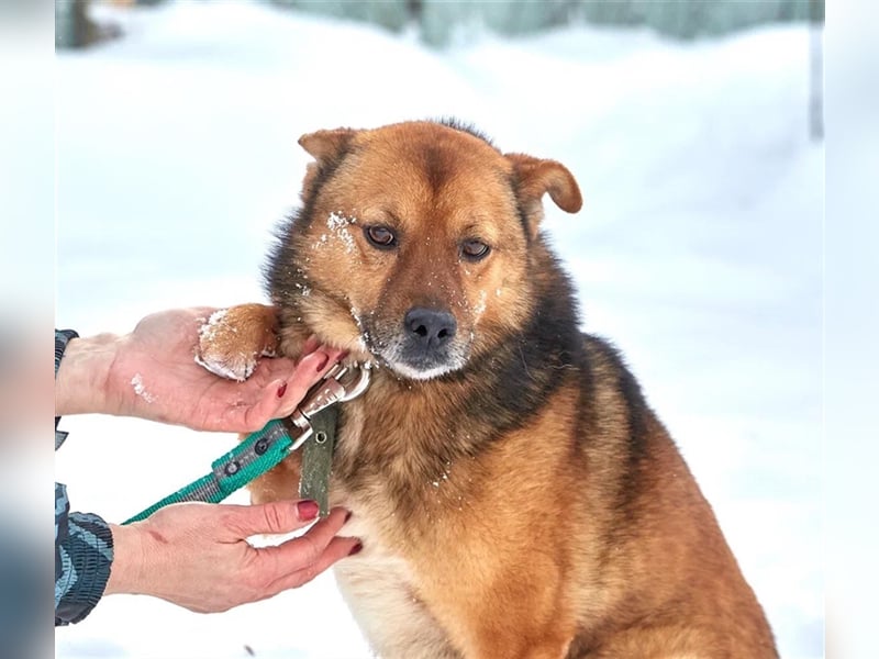 Bobby ❤️ menschenbezogenes Dreibeinchen sucht seine Menschen